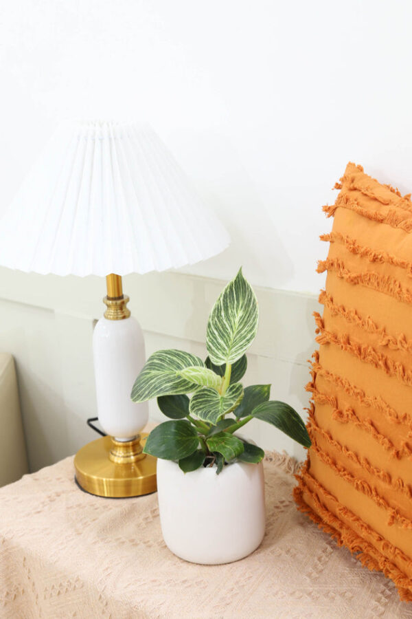Philodendron Birkin - Image 9