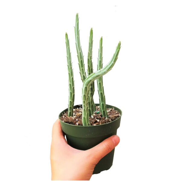 Pickle Plant Kleinia Stapeliiformis Cactus - Image 6