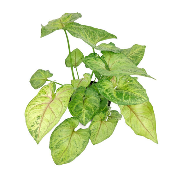 Syngonium Berry Allusion - Image 2