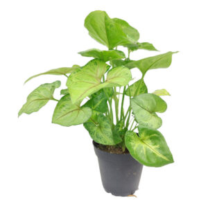 Syngonium Berry Allusion