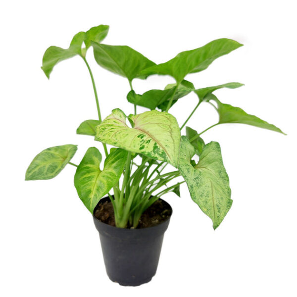 Syngonium Berry Allusion - Image 3