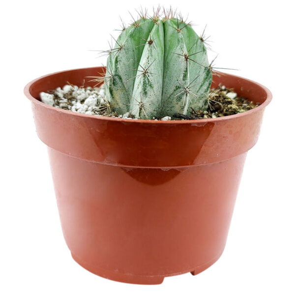 Polaskia Chichipe Cactus - Image 7