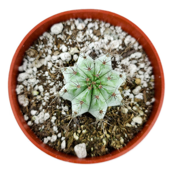 Polaskia Chichipe Cactus - Image 6