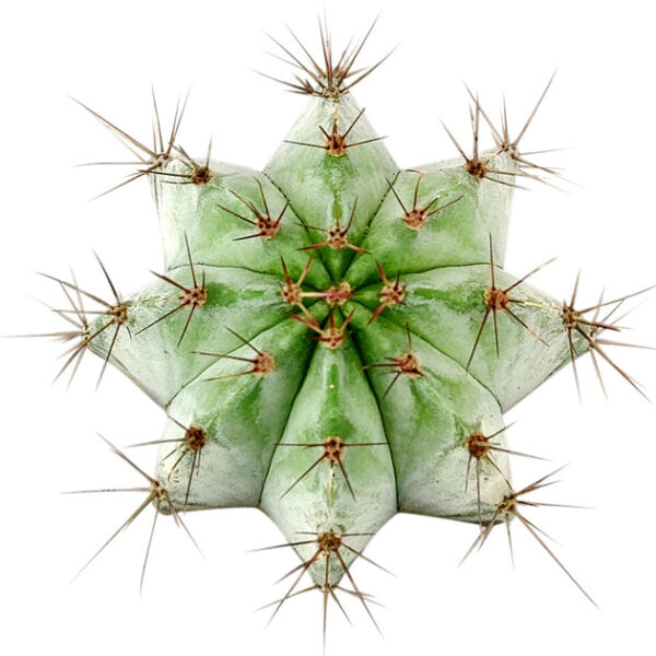 Polaskia Chichipe Cactus - Image 5