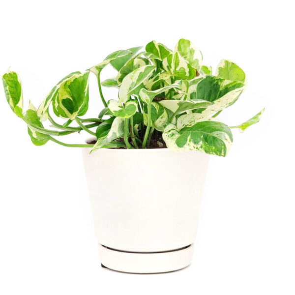 Pothos N'joy - Image 9