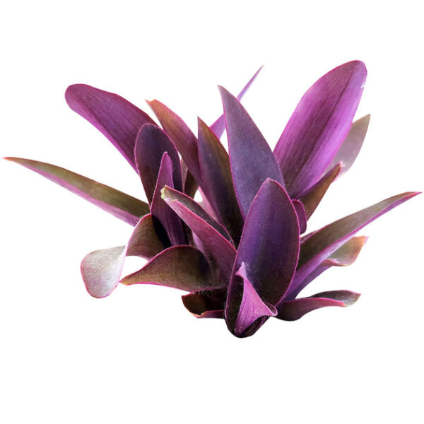 Purple Heart Tradescantia Pallida - Image 3