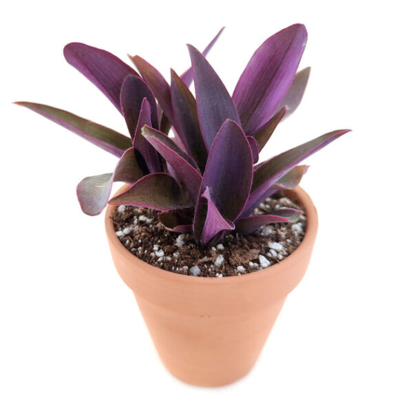 Purple Heart Tradescantia Pallida - Image 2