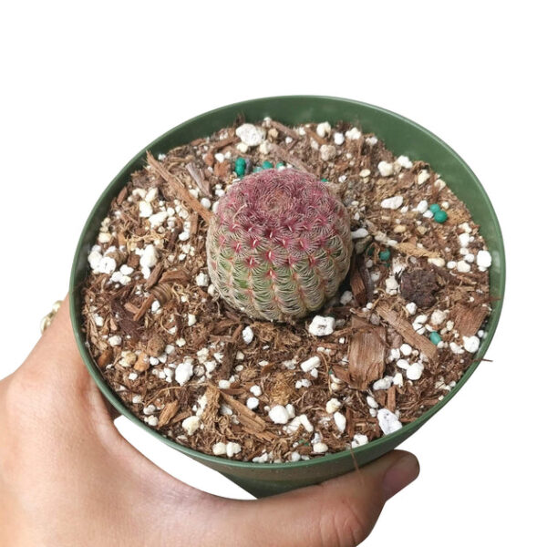 Rainbow Hedgehog Cactus - Image 9