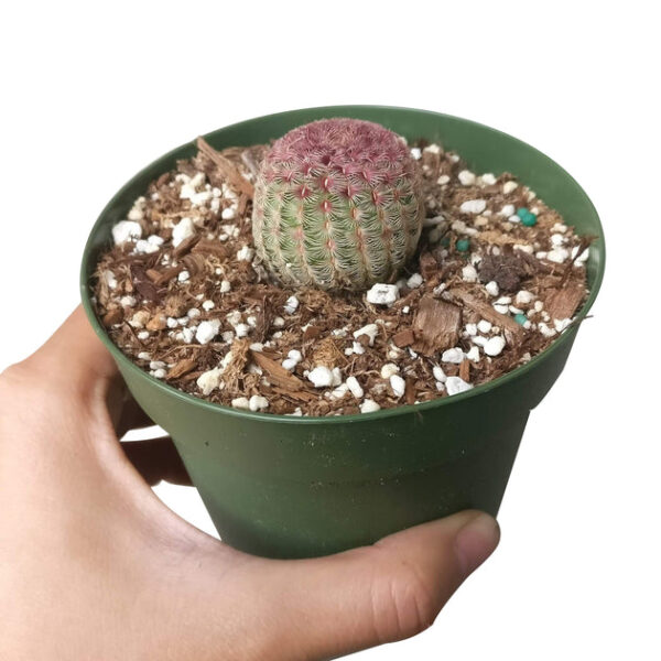 Rainbow Hedgehog Cactus - Image 4