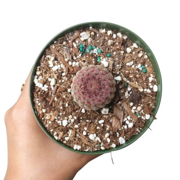 Rainbow Hedgehog Cactus - Image 8