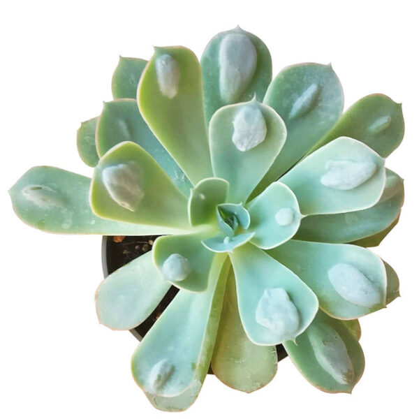 Echeveria Raindrops Succulent - Image 6