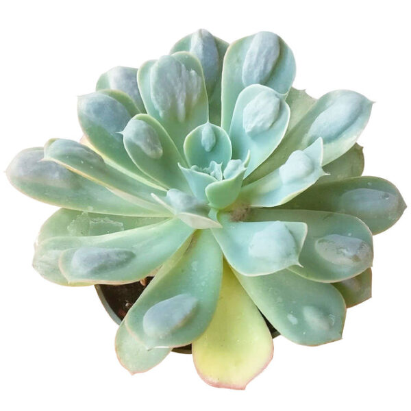 Echeveria Raindrops Succulent - Image 7
