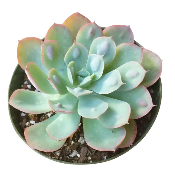 Echeveria Raindrops Succulent - Image 3