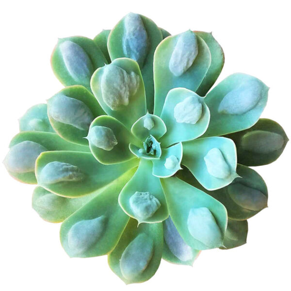 Echeveria Raindrops Succulent - Image 2
