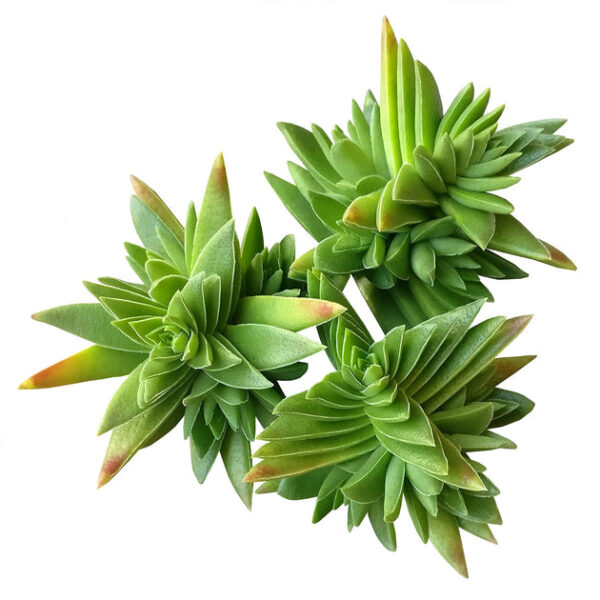 Crassula Red Pagoda Shark Tooth - Image 2