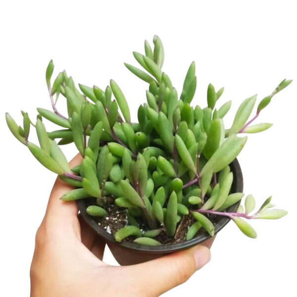Ruby Necklace Succulent - Image 6