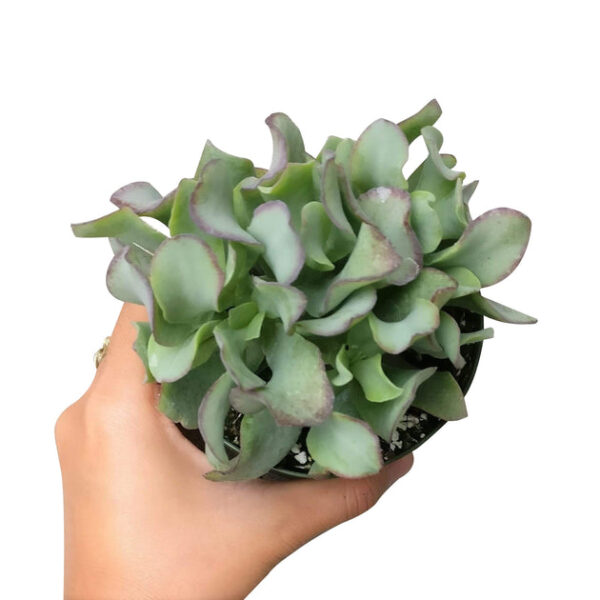 Ruffle Jade Crassula - Image 6