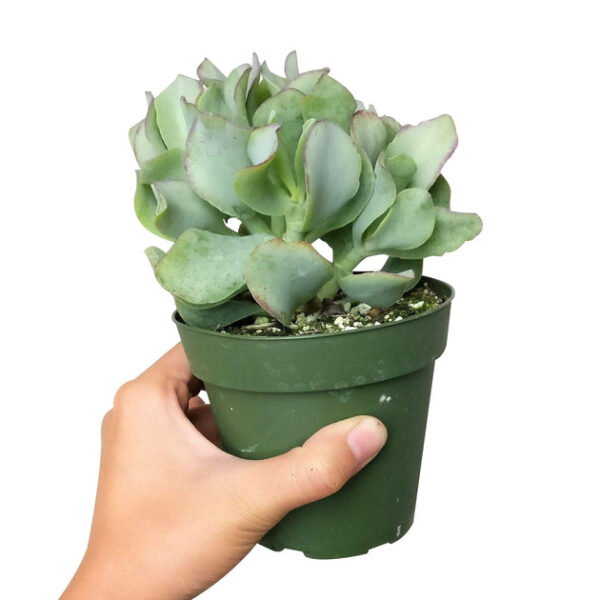 Ruffle Jade Crassula - Image 7