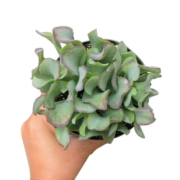 Ruffle Jade Crassula - Image 8