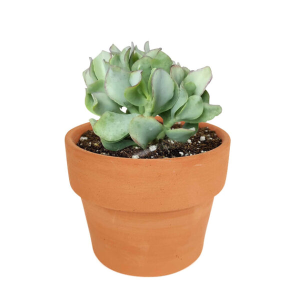 Ruffle Jade Crassula - Image 9