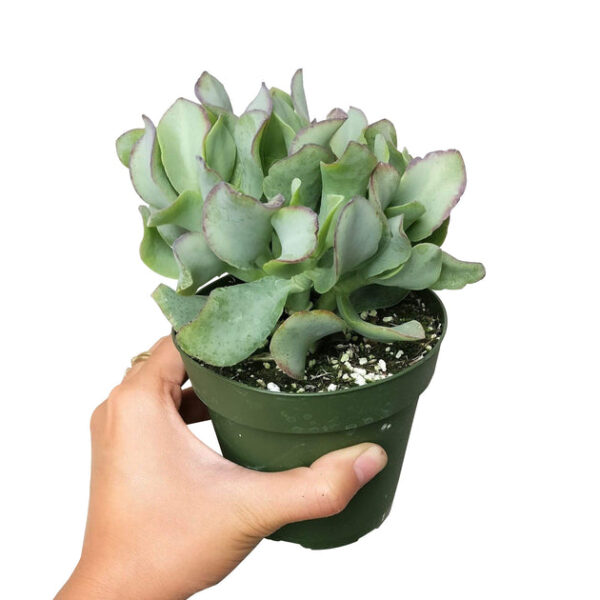 Ruffle Jade Crassula - Image 5