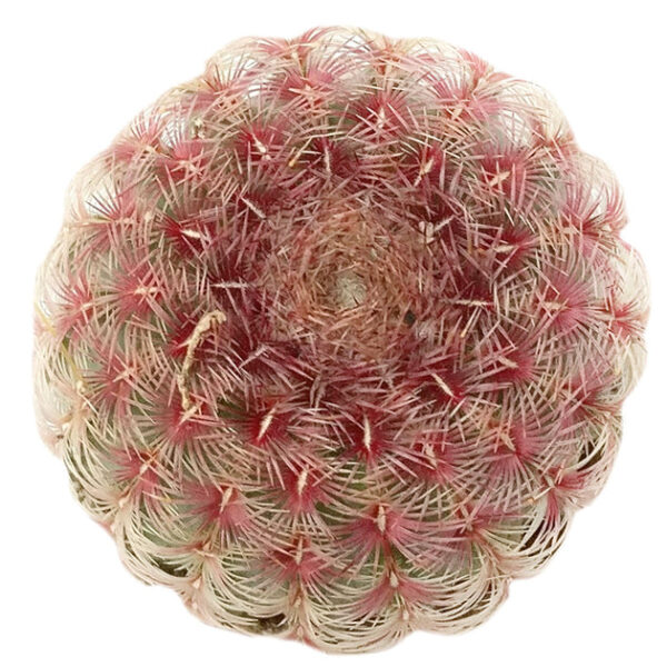 Rainbow Hedgehog Cactus - Image 6