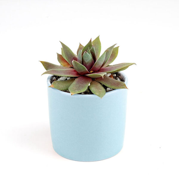 Sempervivum Red Lion - Image 7