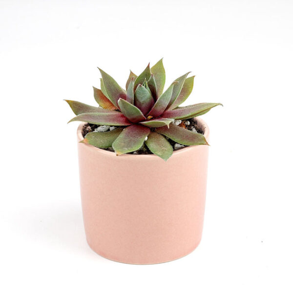 Sempervivum Red Lion - Image 8