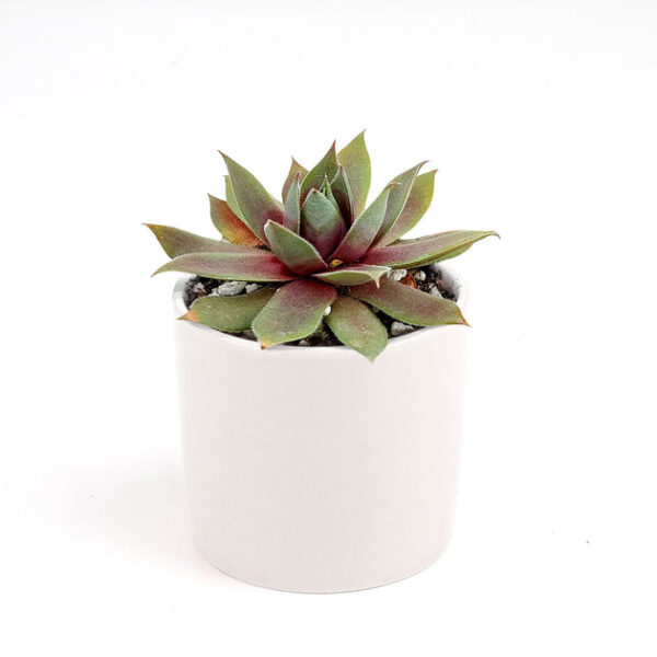 Sempervivum Red Lion - Image 9