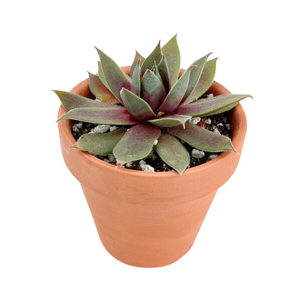 Sempervivum Red Lion - Image 2