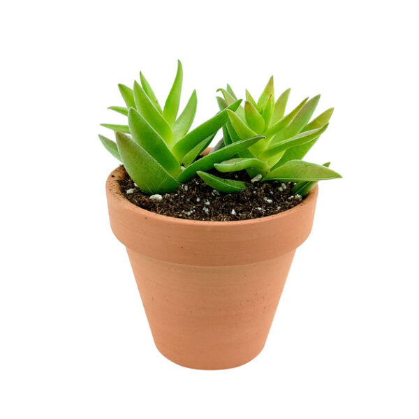 Crassula Red Pagoda Shark Tooth - Image 9