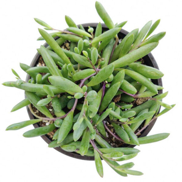 Ruby Necklace Succulent - Image 5
