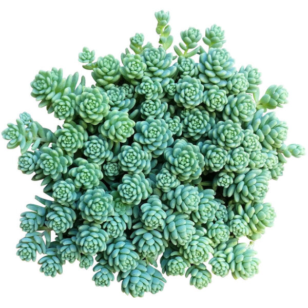 Sedum Major Succulent - Image 2