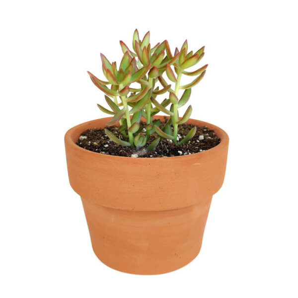 Sedum Fire Storm Succulent - Image 8