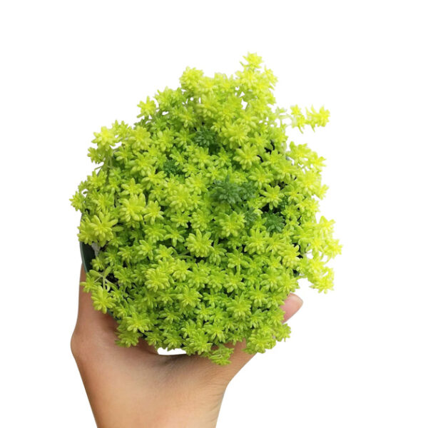 Sedum Golden Moss Succulent - Image 6
