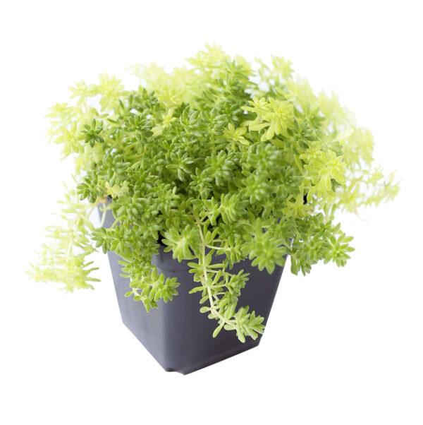 Sedum Golden Moss Succulent - Image 5