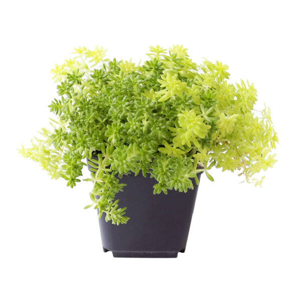 Sedum Golden Moss Succulent - Image 4