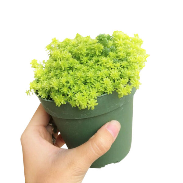 Sedum Golden Moss Succulent - Image 7