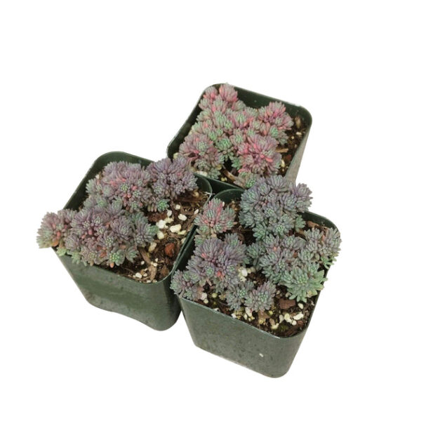 Sedum Hispanicum Succulent - Image 4