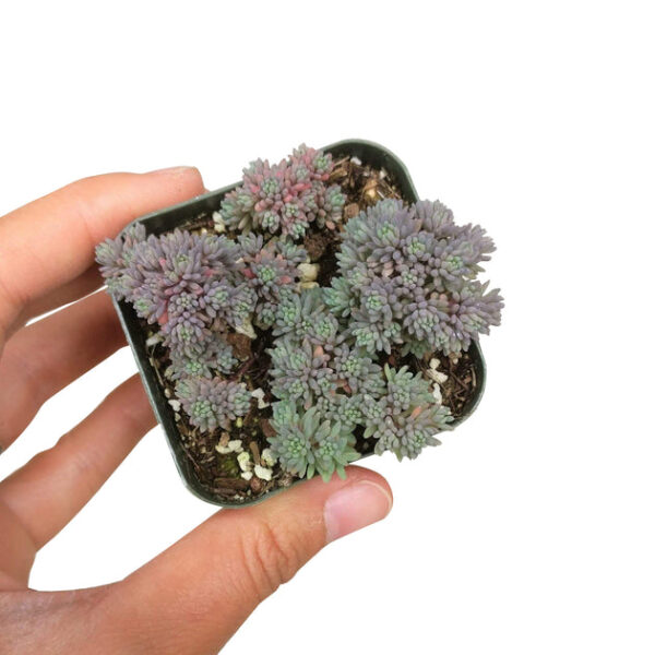 Sedum Hispanicum Succulent - Image 3
