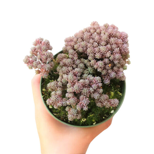 Sedum Hispanicum Succulent - Image 7