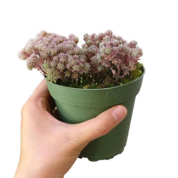 Sedum Hispanicum Succulent - Image 6