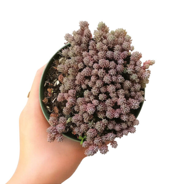 Sedum Hispanicum Succulent - Image 5