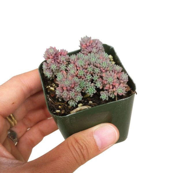 Sedum Hispanicum Succulent - Image 2