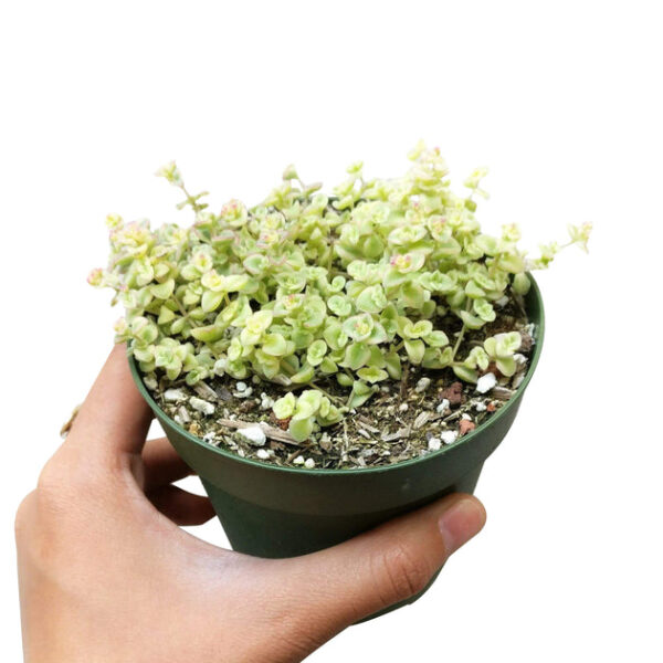 Sedum Little Missy Succulent - Image 3