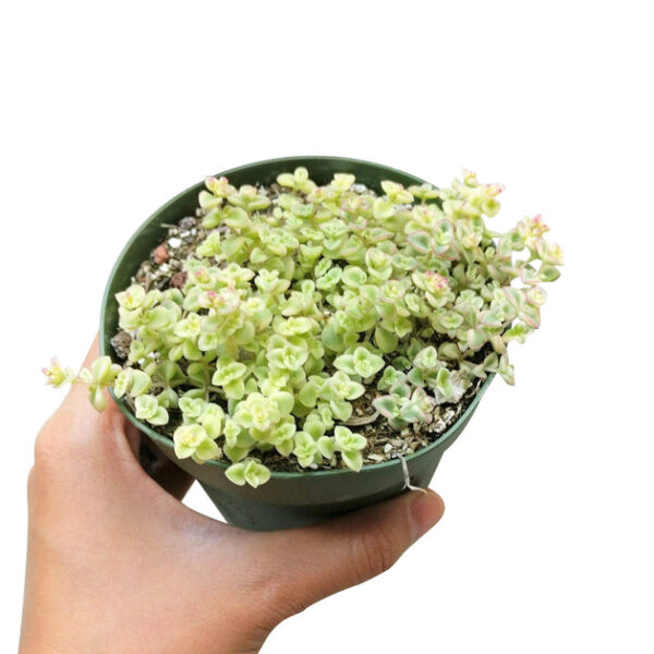Sedum Little Missy Succulent - Image 2