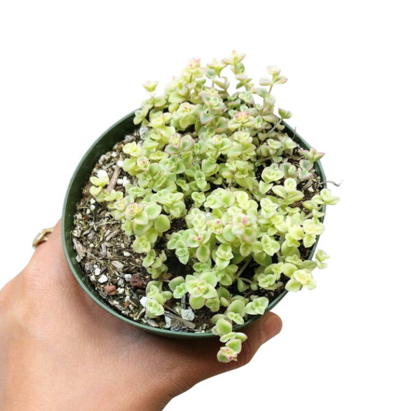 Sedum Little Missy Succulent - Image 4