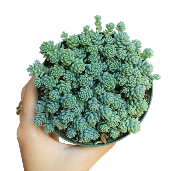 Sedum Major Succulent - Image 6