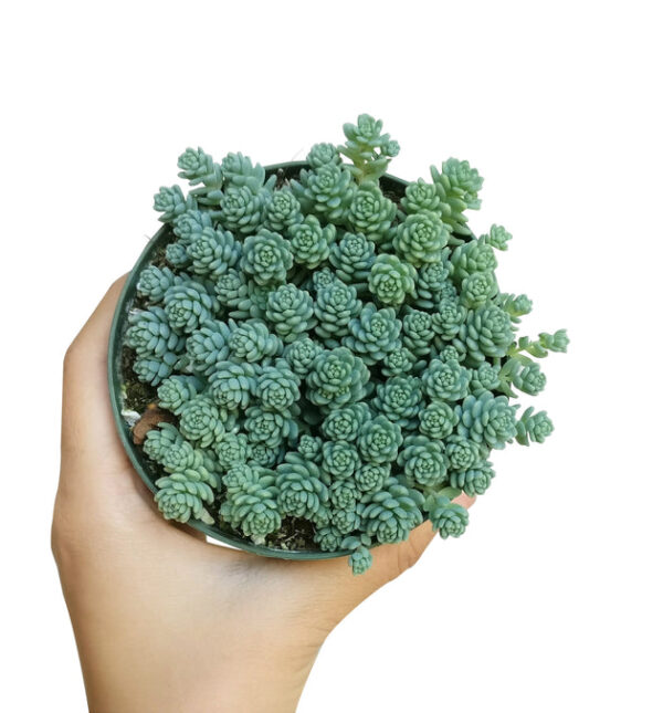 Sedum Major Succulent - Image 7