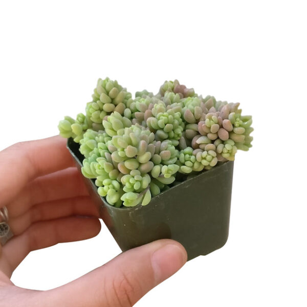 Sedum Minor Succulent - Image 5